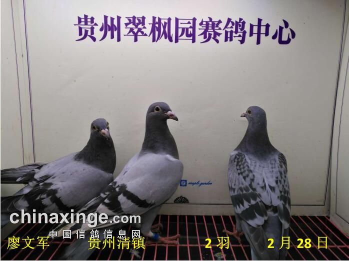 翠枫园2月28日幼鸽入棚照(一) - 贵州翠枫园赛鸽中心