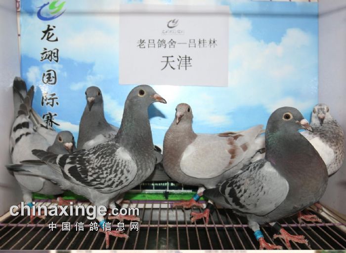 2018年4月20日收鸽照片及数据