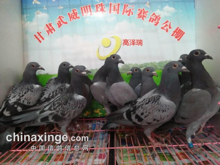 甘肃武威明珠国际赛鸽公棚(秋)近期幼鸽入棚照片