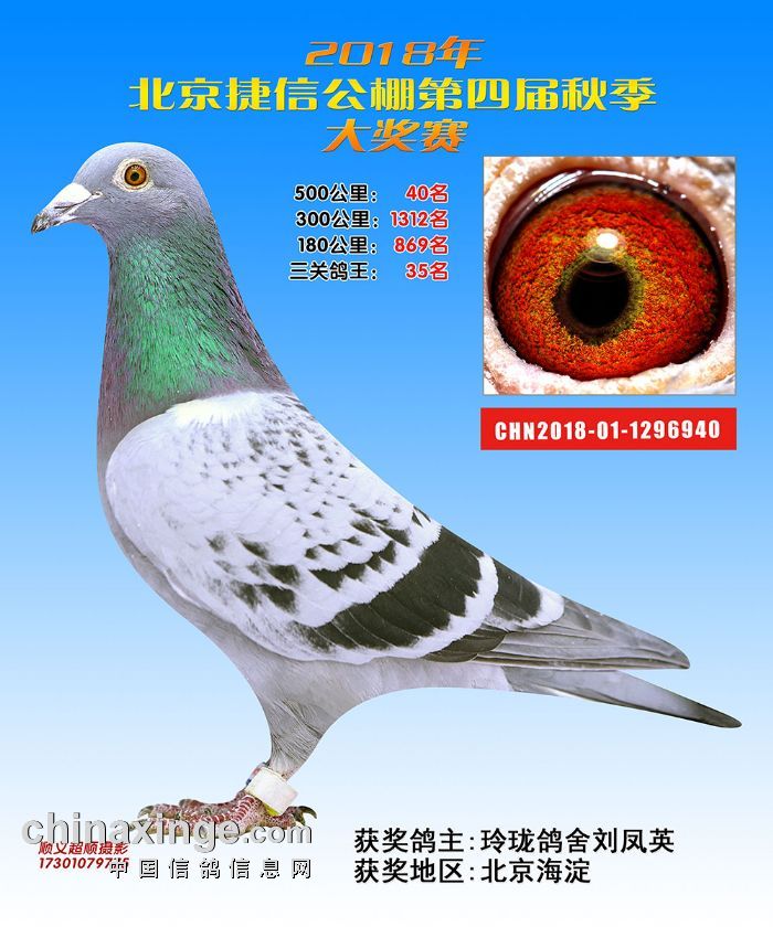 北京捷信庄园赛鸽公棚第26名-40名获奖鸽鉴赏