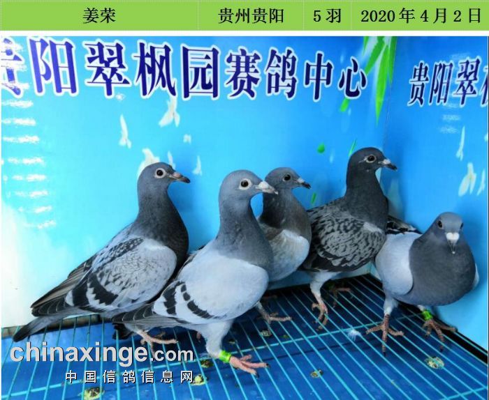 翠枫园4月2日幼鸽入棚照(一) - 贵州翠枫园赛鸽中心