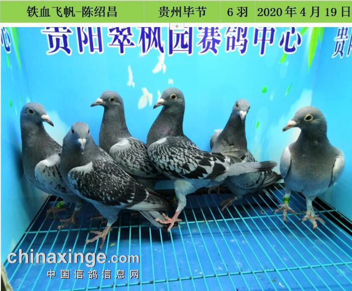 翠枫园4月19日幼鸽入棚照(二) - 贵州翠枫园赛鸽中心