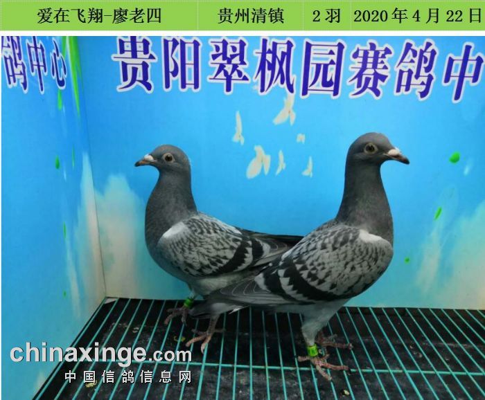 翠枫园4月22日幼鸽入棚照(一) - 贵州翠枫园赛鸽中心