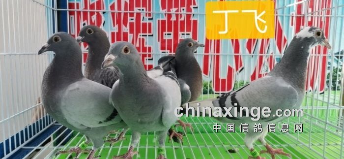 晓辉公棚幼鸽入棚照