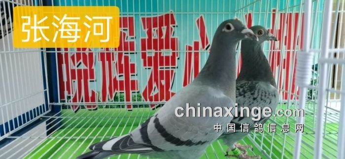 晓辉公棚幼鸽入棚照