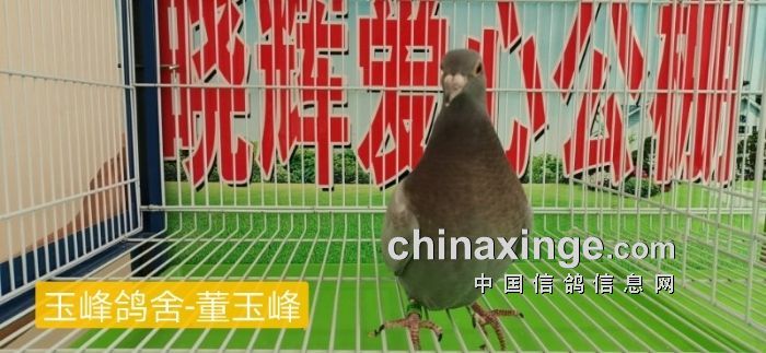 晓辉公棚幼鸽入棚照