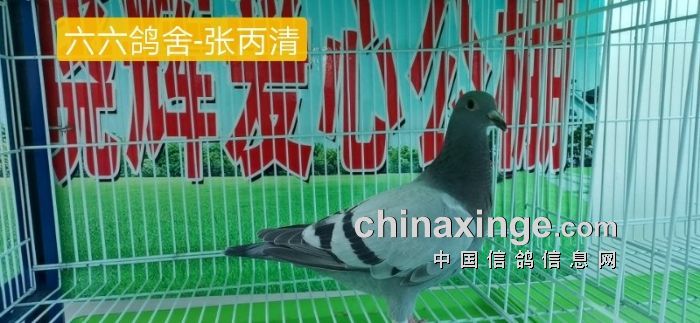 晓辉公棚幼鸽入棚照