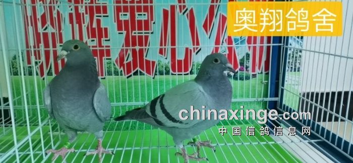 晓辉公棚幼鸽入棚照