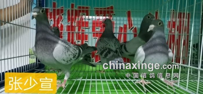 晓辉公棚幼鸽入棚照