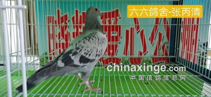 晓辉公棚幼鸽入棚照