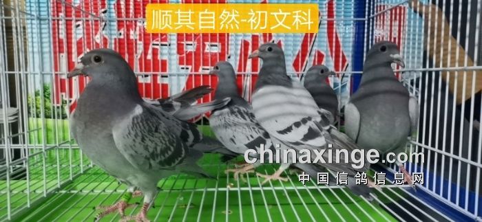 晓辉公棚幼鸽入棚照