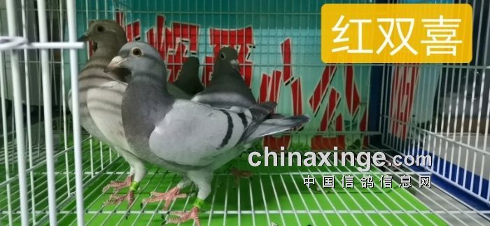 晓辉公棚幼鸽入棚照