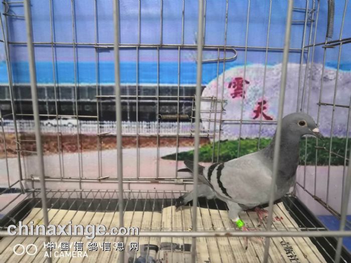 北京云天赛鸽公棚2020年6月1日幼鸽入棚图片