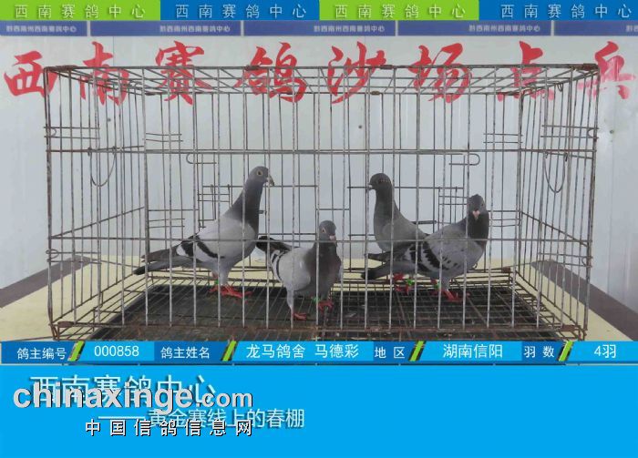 西南赛鸽中心:第五届幼鸽入棚图集(7-23)
