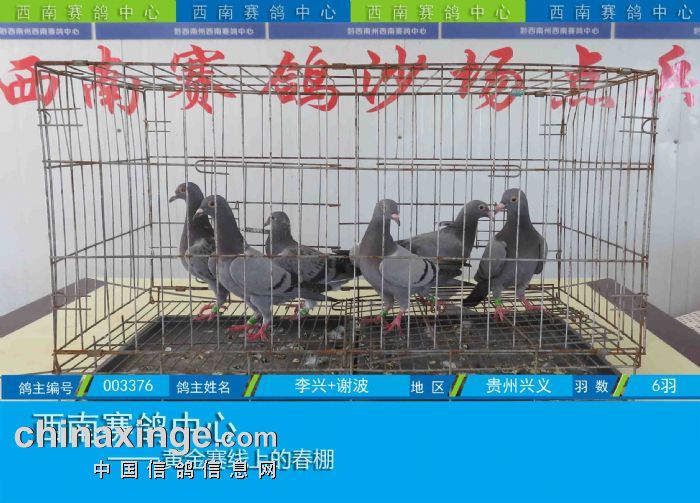 西南赛鸽中心:第五届幼鸽入棚图集(7-24)
