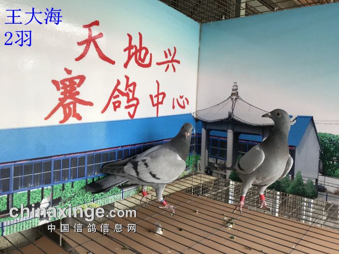 天地兴4月11日入棚鸽靓照 - 滁州市天地兴赛鸽中心 - 中信网各地公棚