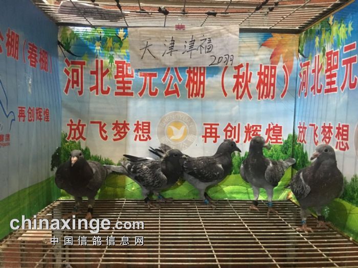 圣元秋棚6月15日幼鸽入棚照 - 河北圣元国际赛鸽公棚 - 中信网各地