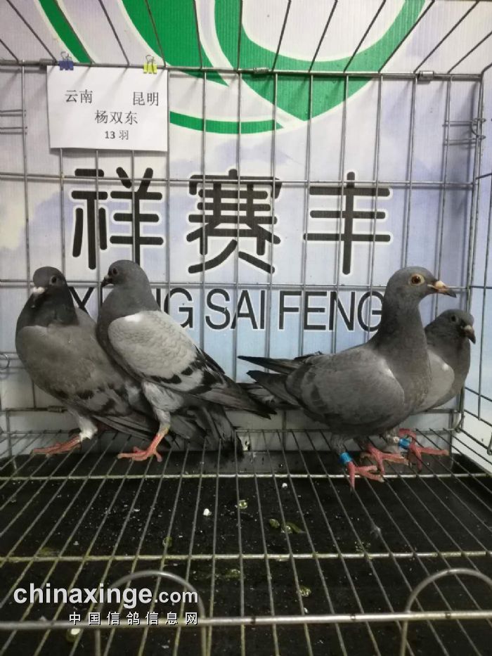 2018年6月24日云南安宁祥赛丰赛鸽公棚收鸽照片及数据