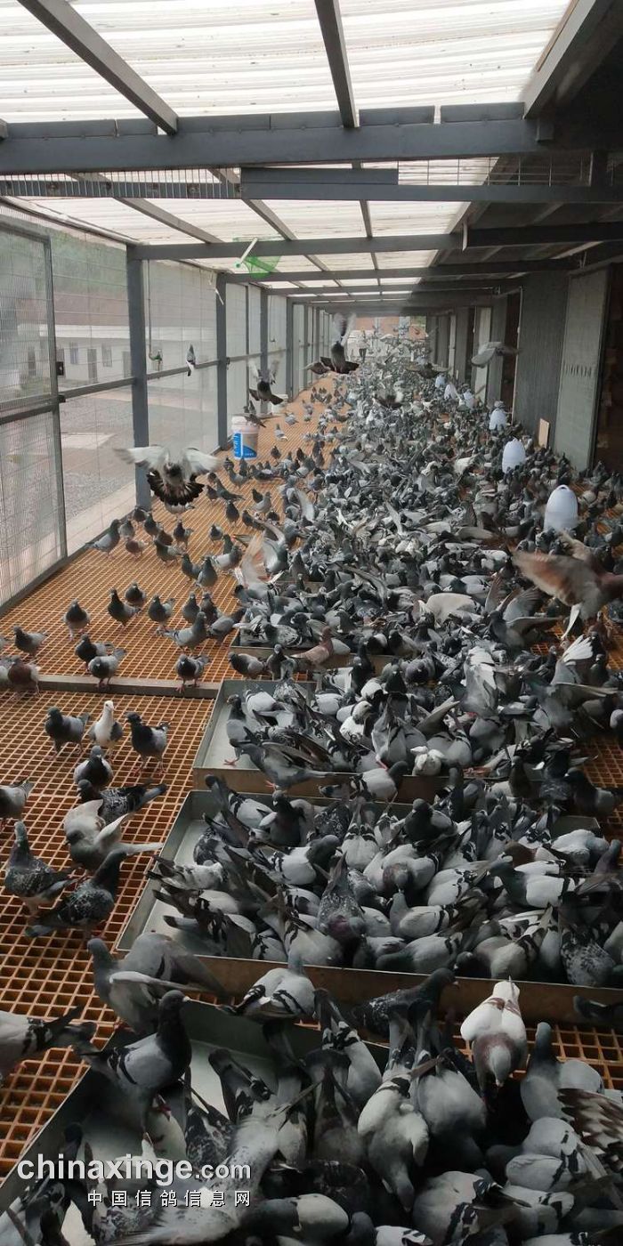 巍山龙翔信鸽养殖中心5公里训放图集