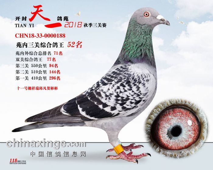 2018年开封天一赛鸽苑秋季第二届"天一杯"获奖鸽照片三关综合46-60名