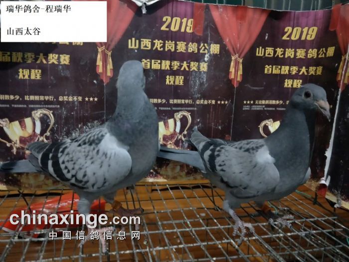 741741一骑绝尘-钢勇军2019-04-0286935灰条山西太谷392祥冠鸽舍-贾海