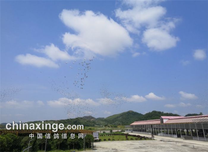 红枫大棚:一周养训视频 - 贵州红枫赛鸽中心(大棚) - 中信网各地公棚