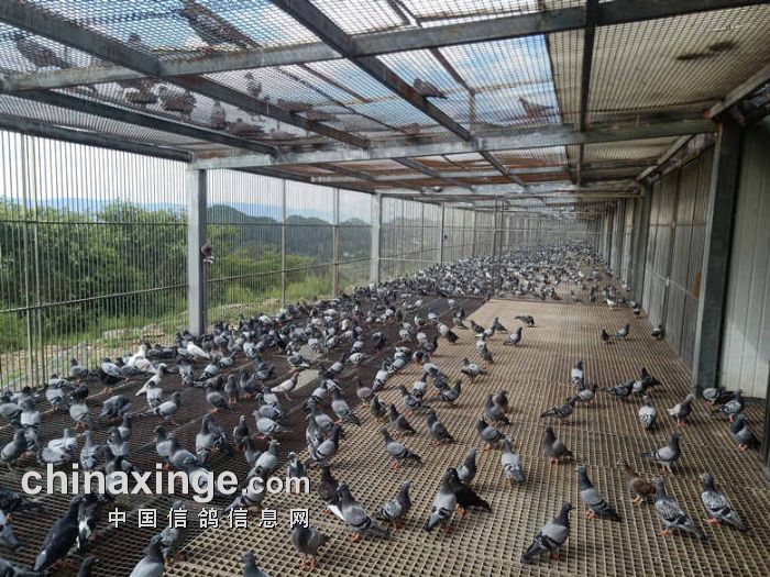 重庆大联盟赛鸽中心图片