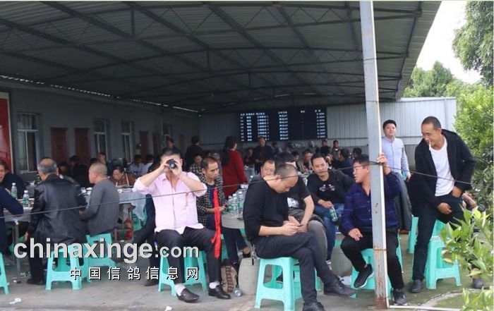 重庆龙乡赛鸽公棚2019年第八届决赛图文