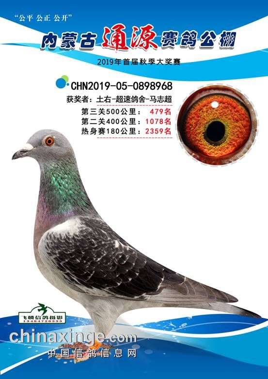 2019年内蒙古通源赛鸽公棚获奖鸽欣赏(476-490名)