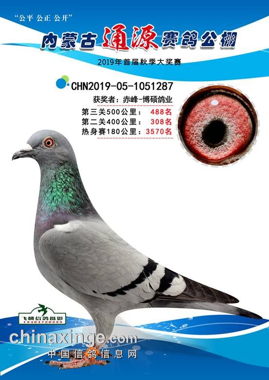 2019年内蒙古通源赛鸽公棚获奖鸽欣赏(476-490名)