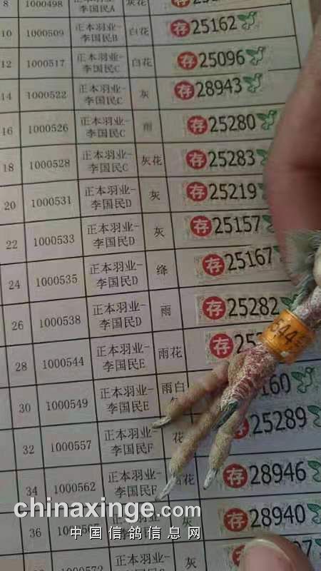 燕翔国际赛鸽中心第三关前十名验鸽信息