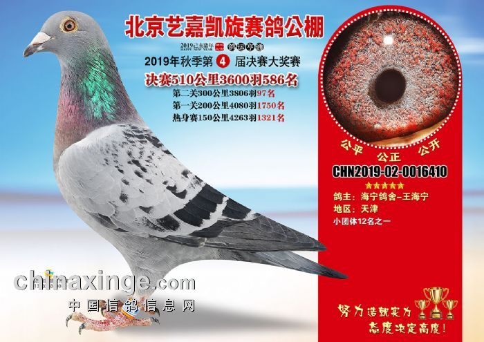 艺嘉凯旋公棚2019年决赛获奖鸽欣赏571600名