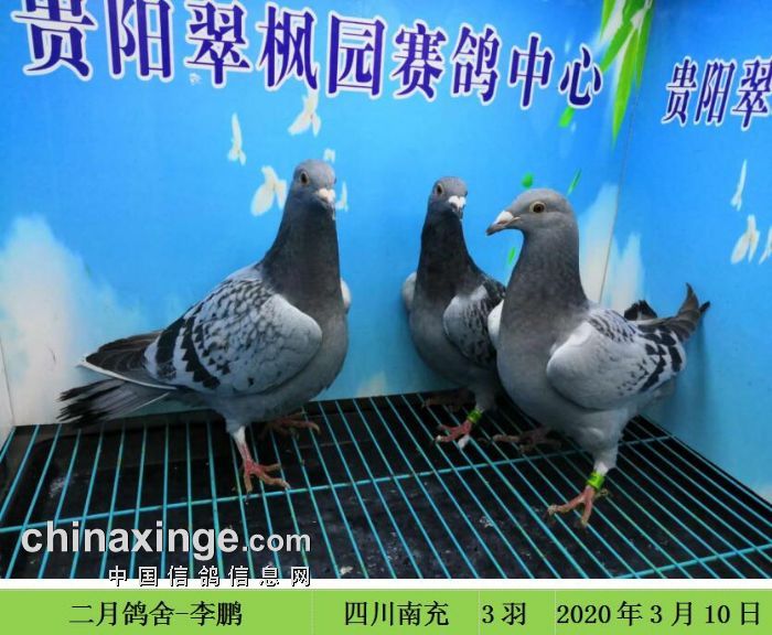 翠枫园赛鸽中心图片