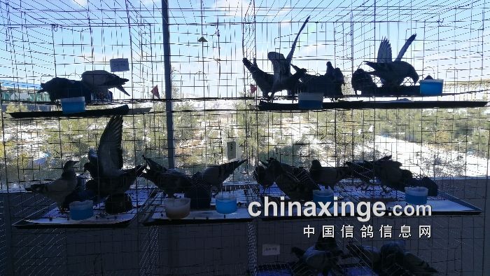 龙鑫小棚喂食图片 - 河北张家口龙鑫赛鸽公棚(小棚) - 中信网各地公棚
