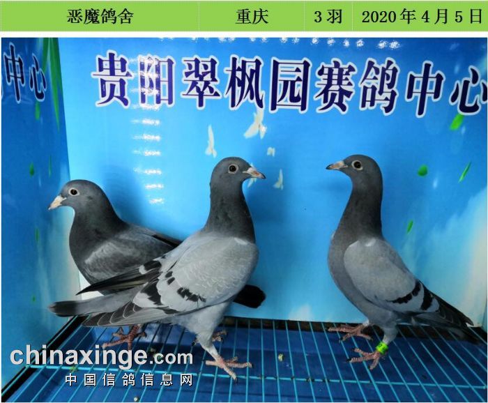 贵州翠枫园赛鸽寄养棚图片