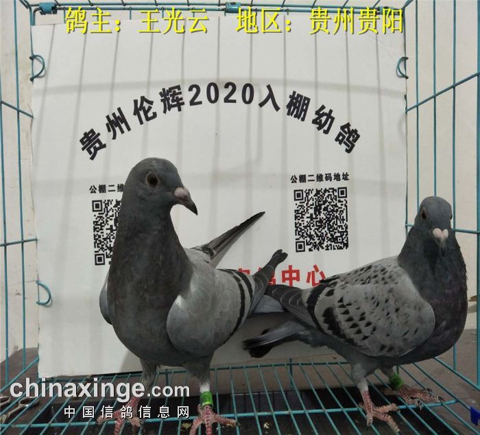 贵州伦辉赛鸽中心:2020年4月10日幼鸽入棚照