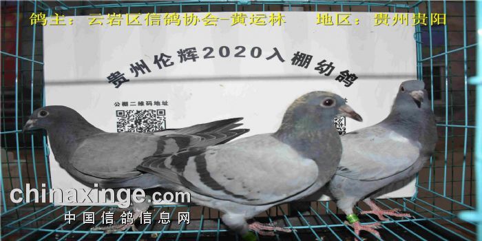 贵州伦辉赛鸽中心2020年4月11日幼鸽入棚照一