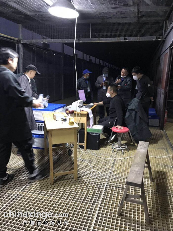 安徽阳光森林赛鸽中心80公里收费站集鸽现场图集