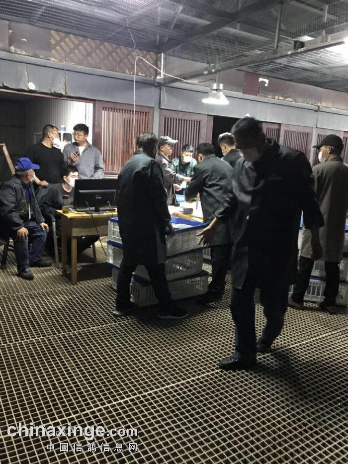 安徽阳光森林赛鸽中心80公里收费站集鸽现场图集