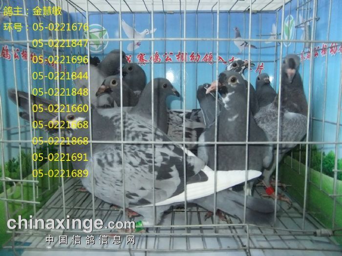 5月3日入棚照片 - 内蒙古包头市雅戈赛鸽公棚 - 中信网各地公棚