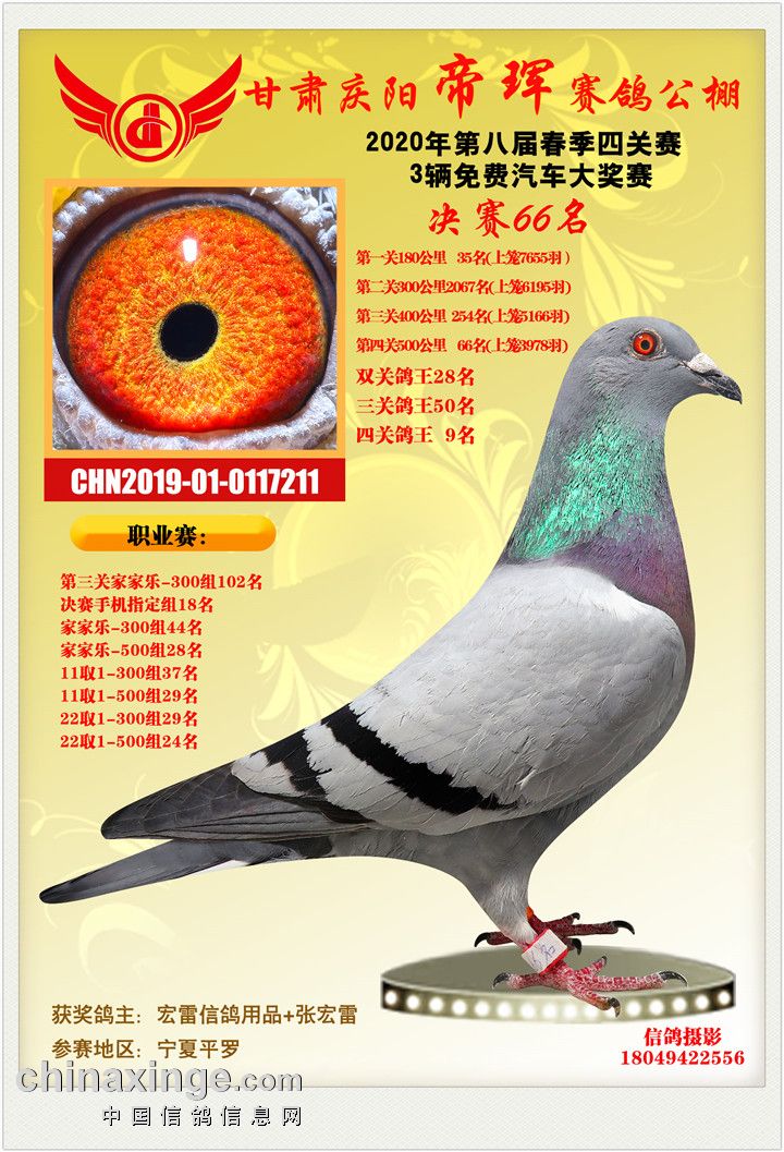 20年获奖鸽欣赏56-70 - 甘肃庆阳帝珲赛鸽公棚 - 中信网各地公棚信息