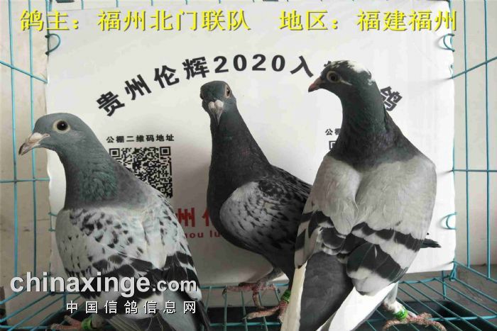 貴州倫輝賽鴿中心:2020年5月4日幼鴿入棚照