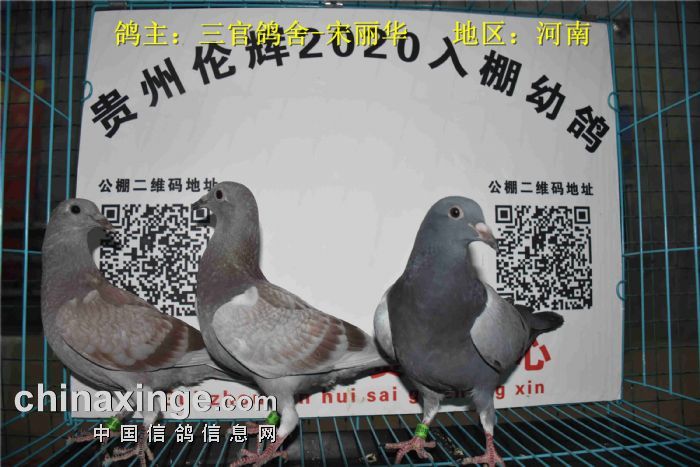 贵州伦辉赛鸽中心2020年5月9日幼鸽入棚照
