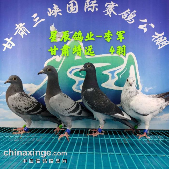甘肃三峡国际赛鸽公棚5月24日幼鸽入棚照1(不断更新中…)