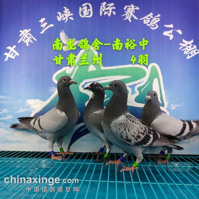 甘肃三峡国际赛鸽公棚5月30日幼鸽入棚照1不断更新中