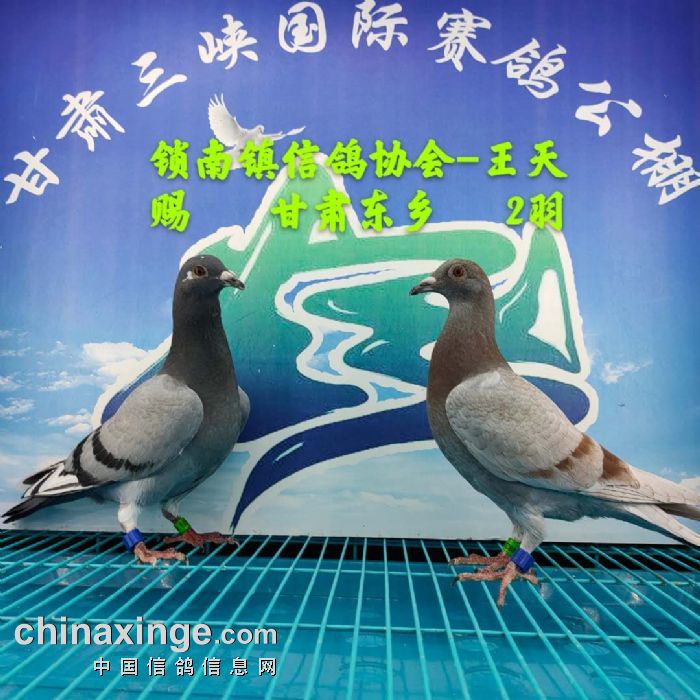甘肃三峡国际赛鸽公棚6月25日幼鸽入棚照(不断更新中…)