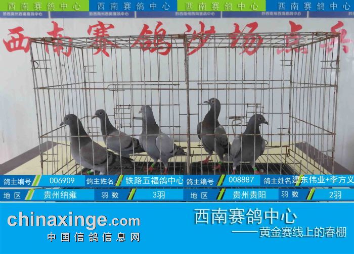 西南赛鸽中心:第五届幼鸽入棚图集(7-25) - 贵州西南赛鸽中心 - 中信
