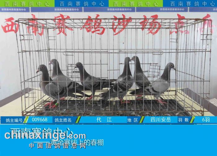 西南赛鸽中心:第五届幼鸽入棚图集(8-2) - 贵州西南赛鸽中心 - 中信网