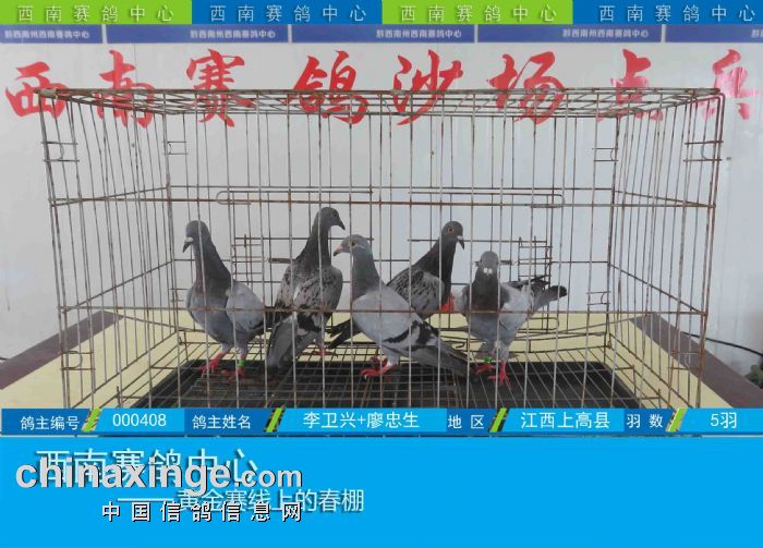 西南赛鸽中心:第五届幼鸽入棚图集(8-11) - 贵州西南赛鸽中心 - 中信